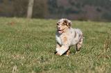 BERGER AUSTRALIEN PUPPIES 713